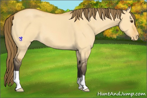 Horse Color:Buckskin Dun Appaloosa