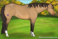 Horse Color:Buckskin Dun 