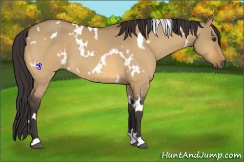 Horse Color:White Spotted Buckskin Dun