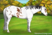 Horse Color:Brown Sabino Appaloosa 