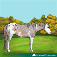 Horse Color:Brown Sabino Appaloosa