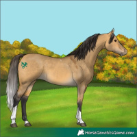 Horse Color:Buckskin Dun Tobiano 