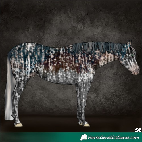 Horse Color:Gray White Spotted Chocolate Silver Amber Champagne Ice Roan Splash Rabicano  and ERROR: UNKNOWN ANOMALY