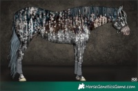 Horse Color:Gray White Spotted Chocolate Silver Amber Champagne Ice Roan Splash Rabicano and ERROR: UNKNOWN ANOMALY