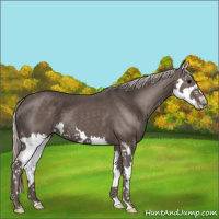 Horse Color:Silver Black Splash