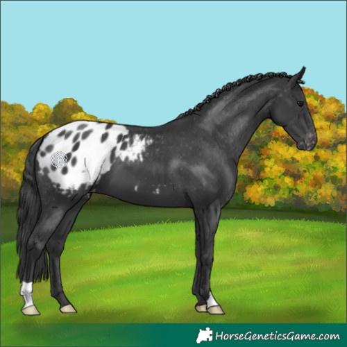 Horse Color:Black Appaloosa 