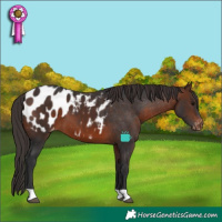 Horse Color:Brown Appaloosa 