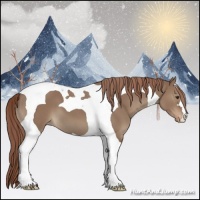 Horse Color:Liver Red Dun Tobiano Appaloosa 