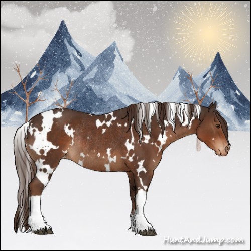 Horse Color:White Spotted Liver Chestnut Appaloosa Rabicano 