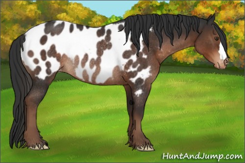 Horse Color:Liver Chestnut Appaloosa Rabicano 