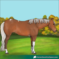 Horse Color:Silver Bay Tobiano 