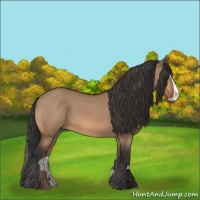 Horse Color:Bay Dun Splash 