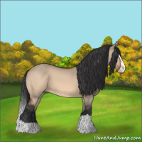 Horse Color:Bay Dun Splash 