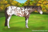Horse Color:Brown Sabino Appaloosa 