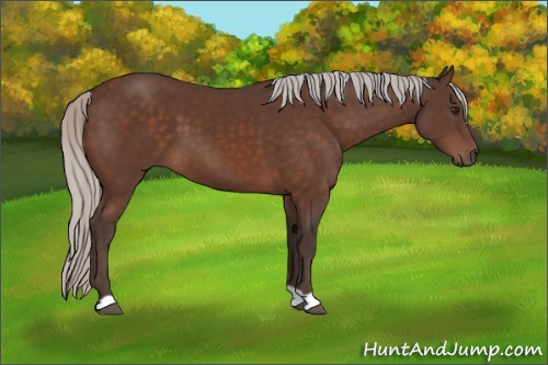 Horse Color:Silver Brown