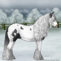 Horse Color:Black Splash Tobiano Frame