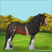 Horse Color:White Spotted Brown 