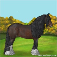 Horse Color:Brown Appaloosa 