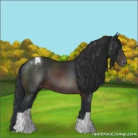 Horse Color:Brown Appaloosa 