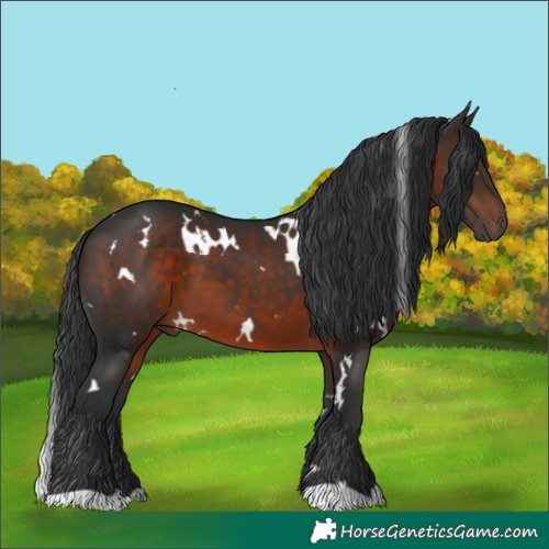 Horse Color:White Spotted Brown 