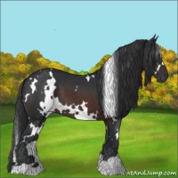 Horse Color:White Spotted Brown 