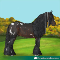 Horse Color:White Spotted Brown 