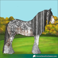 Horse Color:White Spotted Liver Chestnut Snowflake Varnish 