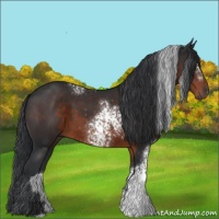 Horse Color:White Spotted Brown