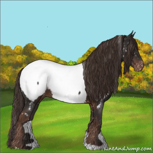 Horse Color:Liver Chestnut Appaloosa