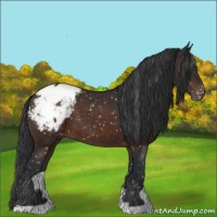 Horse Color:Brown Appaloosa