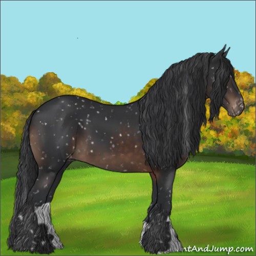 Horse Color:Brown Appaloosa 