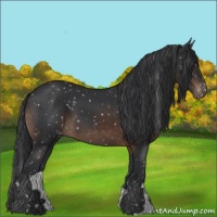Horse Color:Brown Appaloosa 