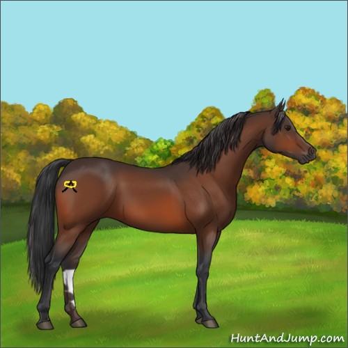 Horse Color:Brown 