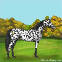 Horse Color:Black Near Leopard 