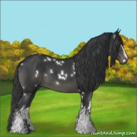 Horse Color:White Spotted Black