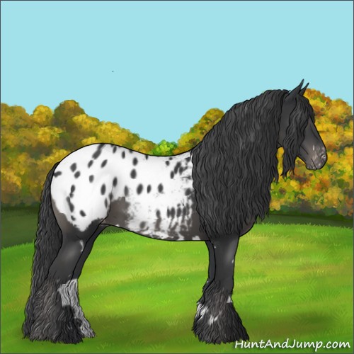 Horse Color:White Spotted Black Blanket