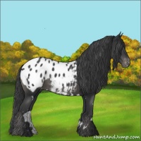 Horse Color:White Spotted Black Blanket 