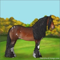 Horse Color:White Spotted Brown 