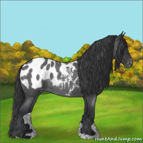 Horse Color:Blue Roan Blanket
