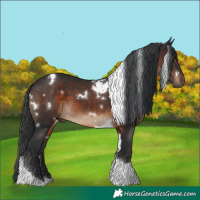 Horse Color:White Spotted Brown Tobiano 