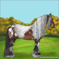 Horse Color:White Spotted Brown