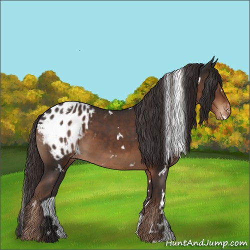 Horse Color:White Spotted Liver Chestnut Appaloosa 
