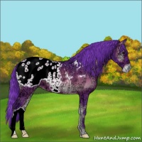 Horse Color:Watercolor Brown Ice Onyx Appaloosa
