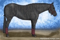 Horse Color:Black  Brindle