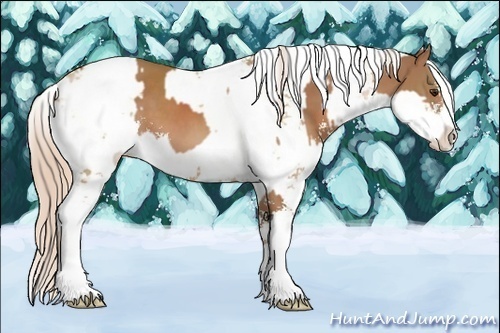 Horse Color:Chestnut Sabino and Chestnut Pearl Sabino