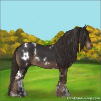 Horse Color:White Spotted Liver Chestnut 