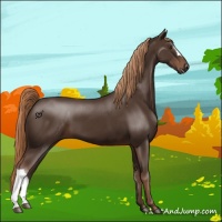 Horse Color:Liver Chestnut