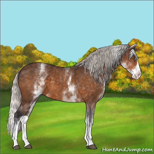 Horse Color:White Spotted Silver Buckskin Splash