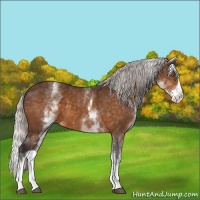 Horse Color:White Spotted Silver Buckskin Splash 