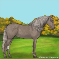 Horse Color:Silver Grullo 